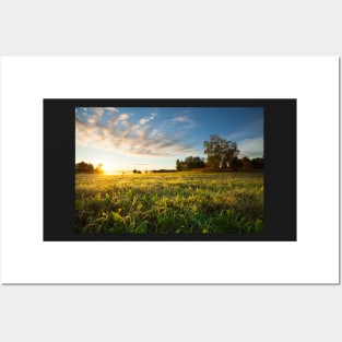 Tranquil grassland and trees at sunrise Posters and Art